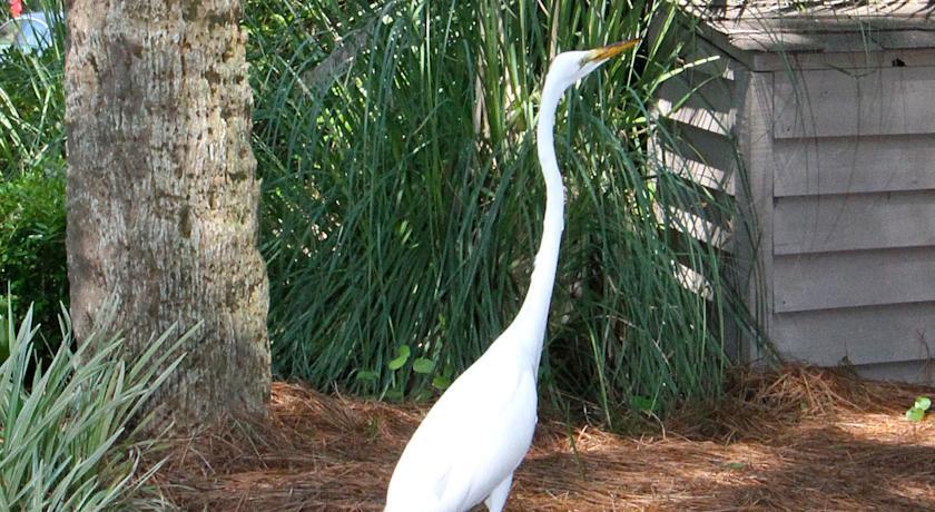The Village At Palmetto Dunes Condominiums Hilton Head Island Exteriör bild